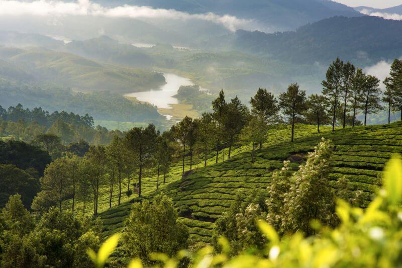 Sunlight streaming through the misty mountains of Munnar, illuminating the vast green landscape.