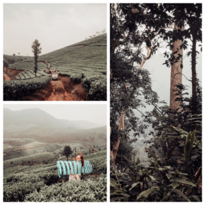 Munnar Kerala india all about rosalilla