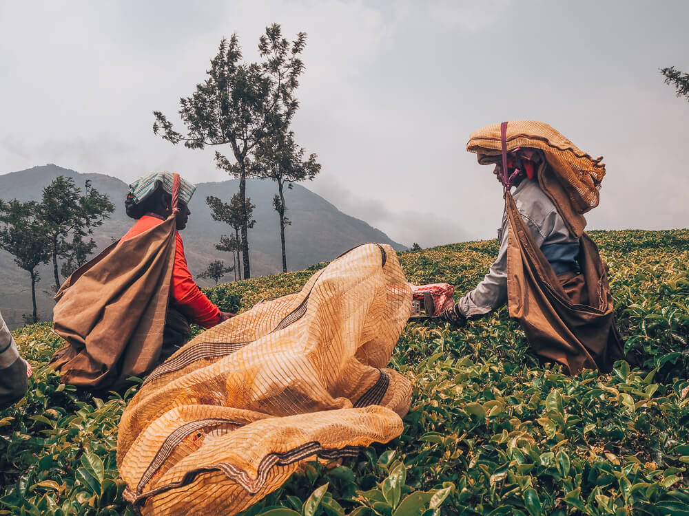 Exploring Munnar with the Kerala Blog Express. The stunning landscape of the tea plantations and learning how tea is made in the Lockhart Tea Factory in the hill station Munnar in Kerala, India. Read more on www.ouruniquestays.com