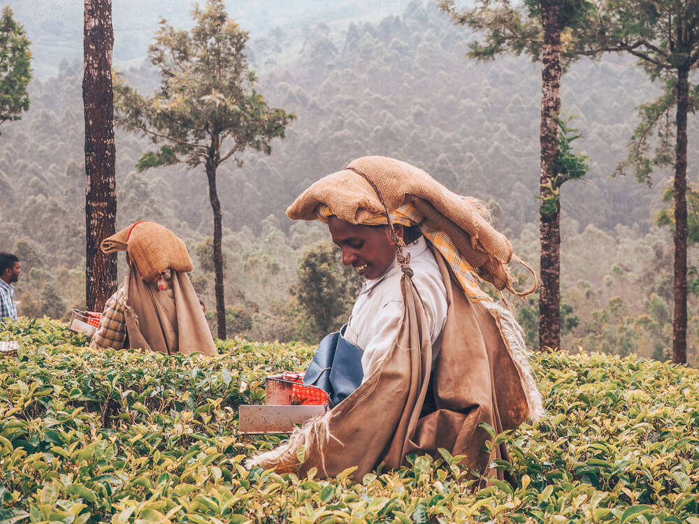 Exploring Munnar with the Kerala Blog Express. The stunning landscape of the tea plantations and learning how tea is made in the Lockhart Tea Factory in the hill station Munnar in Kerala, India. Read more on www.ouruniquestays.com