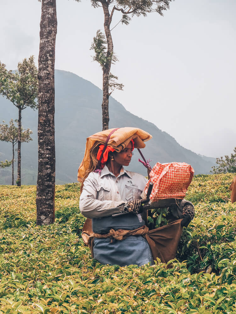 Exploring Munnar with the Kerala Blog Express. The stunning landscape of the tea plantations and learning how tea is made in the Lockhart Tea Factory in the hill station Munnar in Kerala, India. Read more on www.ouruniquestays.com