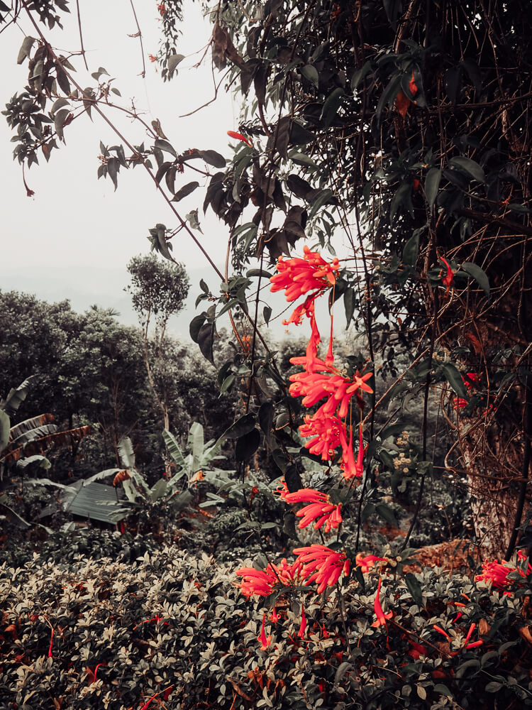 Exploring Munnar with the Kerala Blog Express. The stunning landscape of the tea plantations and learning how tea is made in the Lockhart Tea Factory in the hill station Munnar in Kerala, India. Read more on www.ouruniquestays.com