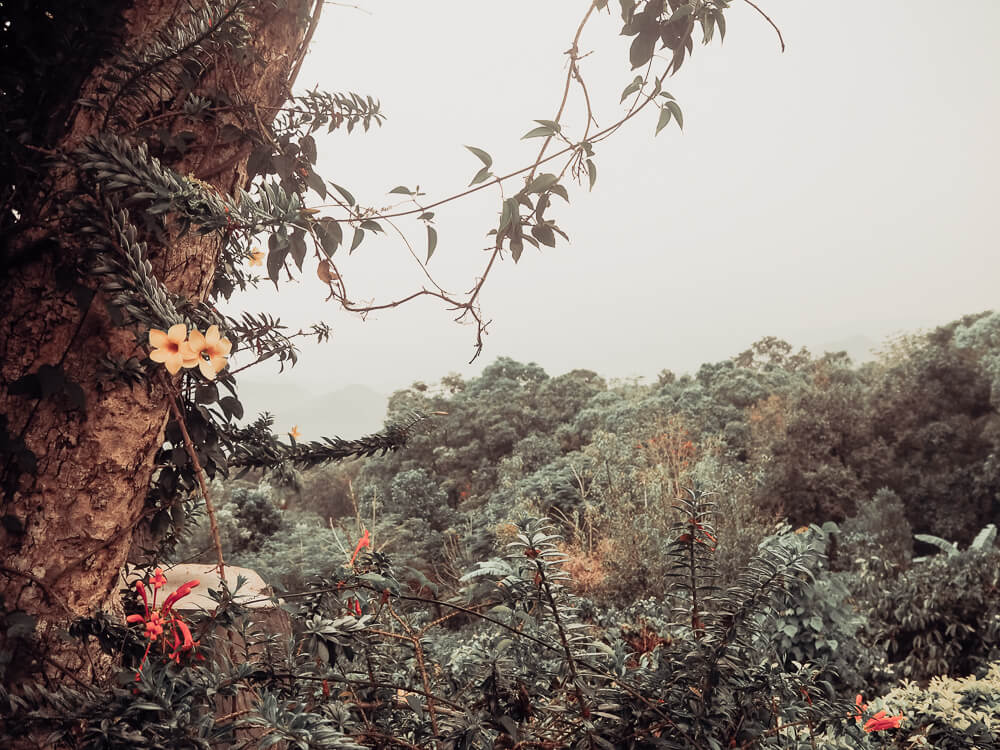 Exploring Munnar with the Kerala Blog Express. The stunning landscape of the tea plantations and learning how tea is made in the Lockhart Tea Factory in the hill station Munnar in Kerala, India. Read more on www.ouruniquestays.com