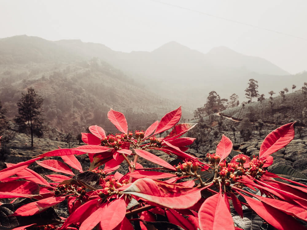 Exploring Munnar with the Kerala Blog Express. The stunning landscape of the tea plantations and learning how tea is made in the Lockhart Tea Factory in the hill station Munnar in Kerala, India. Read more on www.ouruniquestays.com