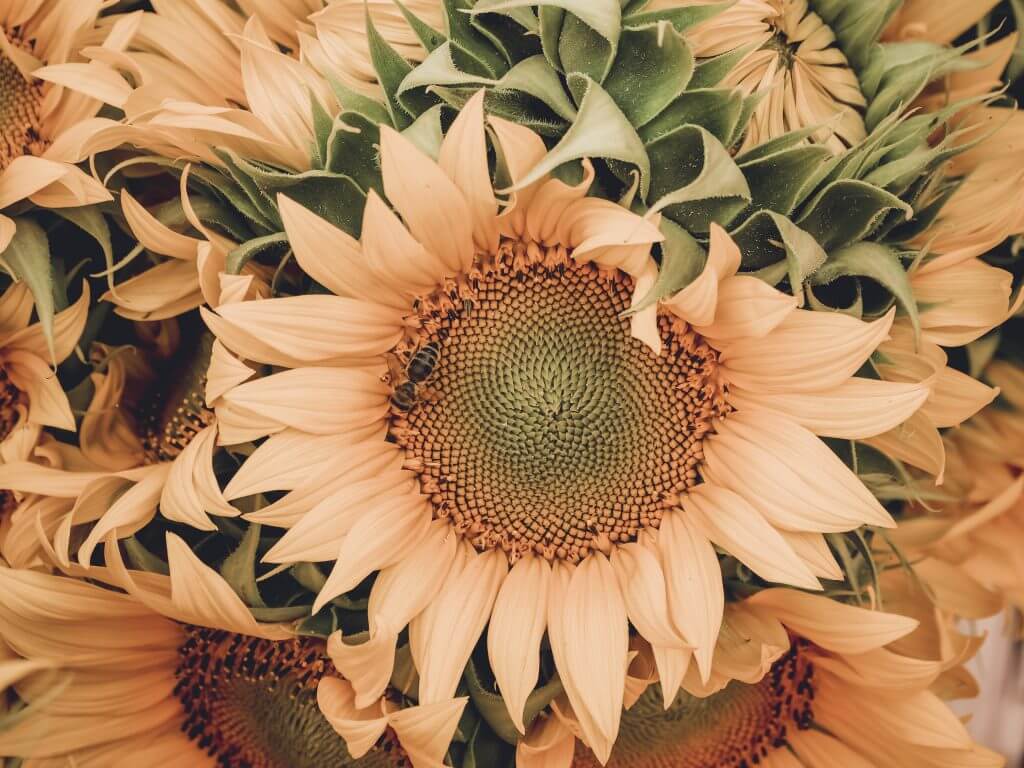 Visiting the Roma flower markets in Bucharest Romania