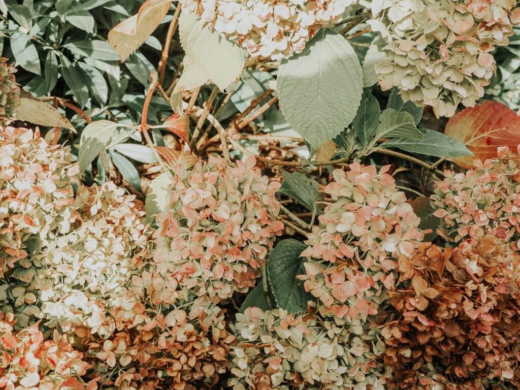 Autumn foliage in England