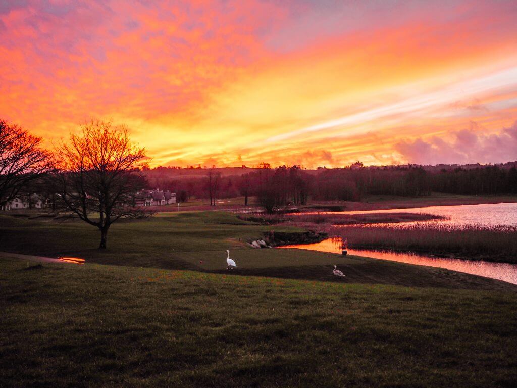 Swans waddling out of the lake as the sun sets over Lough Erne in Northern Ireland.