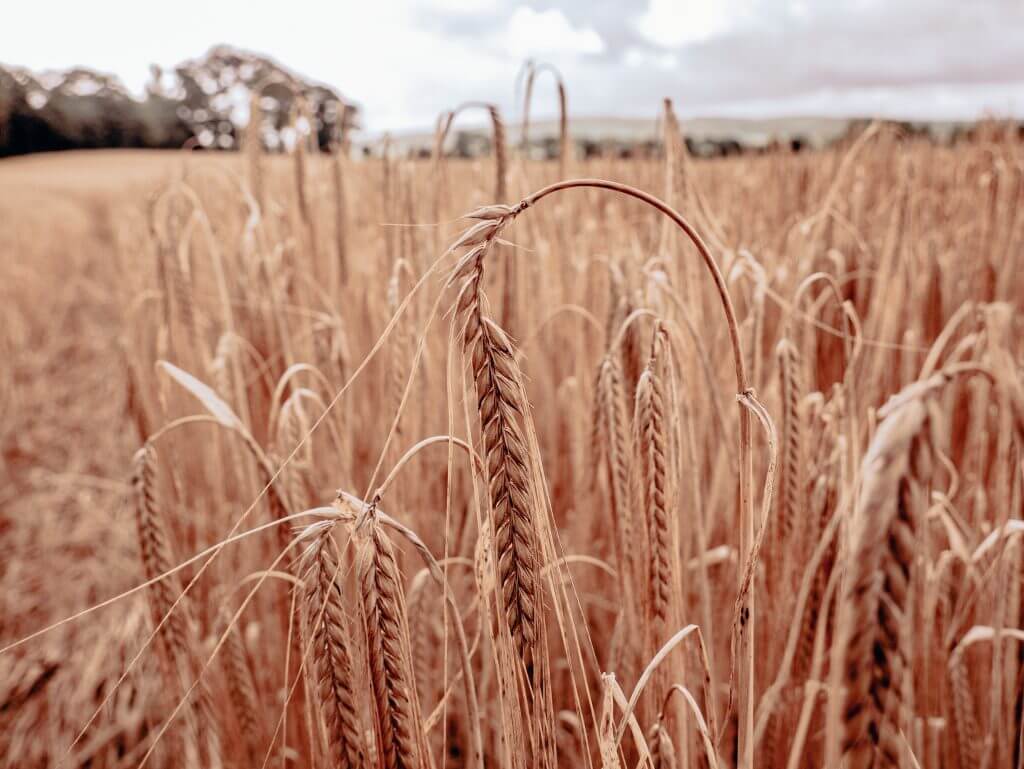 Barley fields in Northeast Donegal