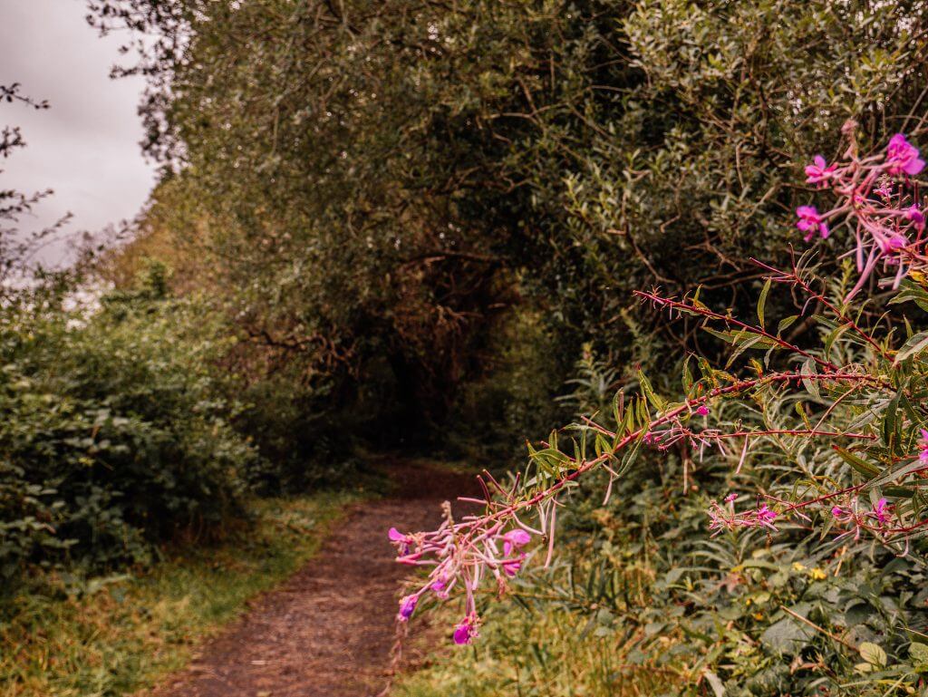 Path through a woodland walk in County Wicklow Ireland a fun thing to do on your staycation Ireland.