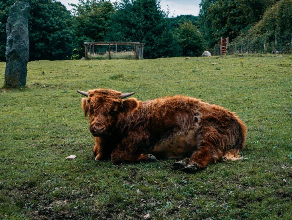 Baby Highland Cow at Greenan Maze and Farm