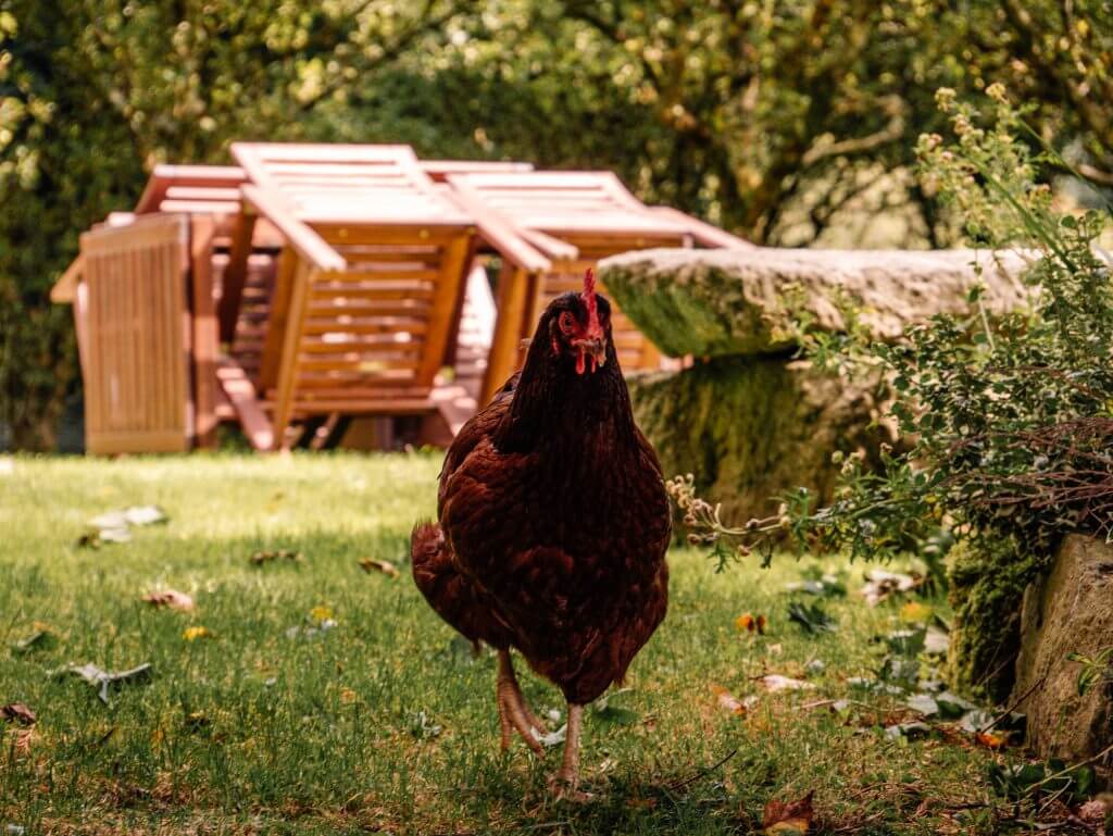 Chickens walking around the gardens at Brooklodge Hotel in Wicklow