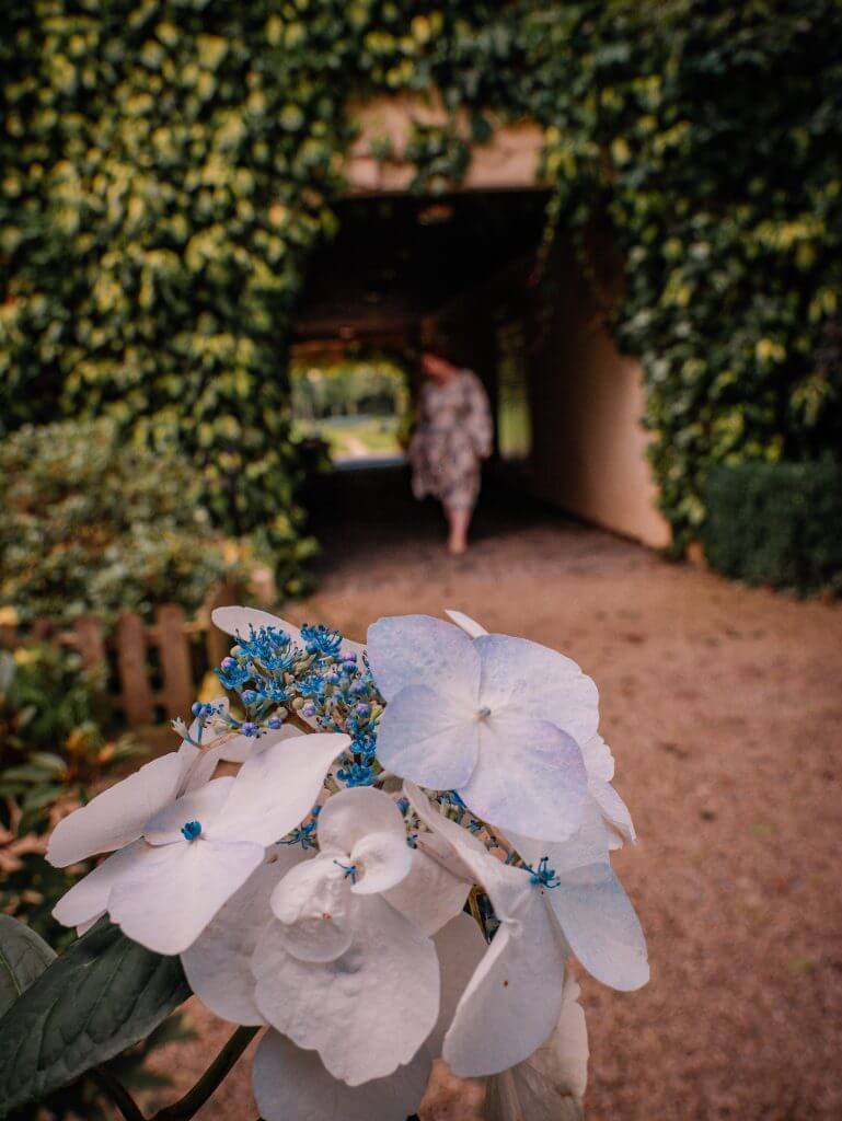 Forground of hydrangea flowers with Brooklodge hotel ireland in the background.