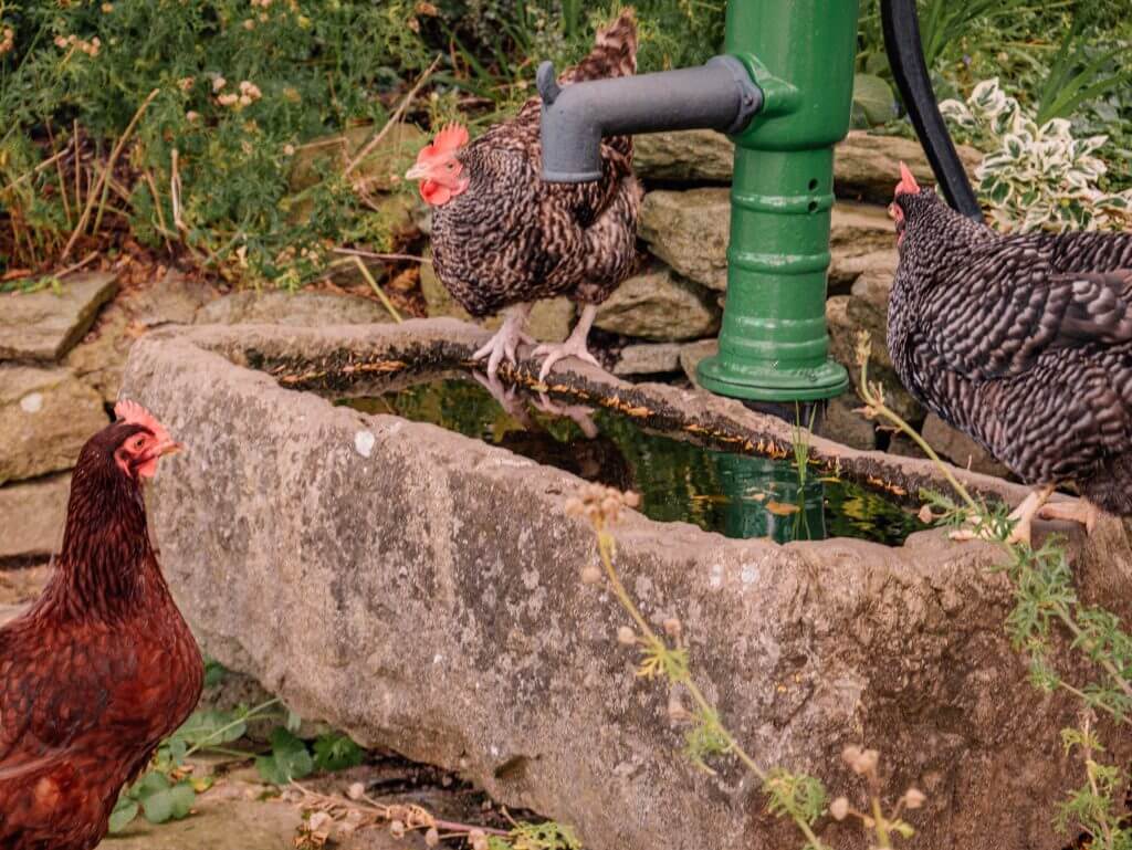 Chickens at a water trough in Brooklodge Hotel in Wicklow Ireland