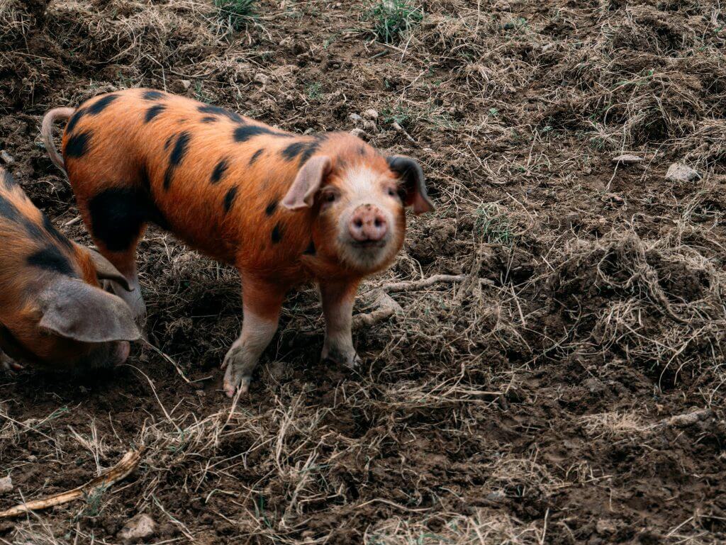 Baby pig at Greenan Maze in Wicklow Ireland a fun day trip from Dublin