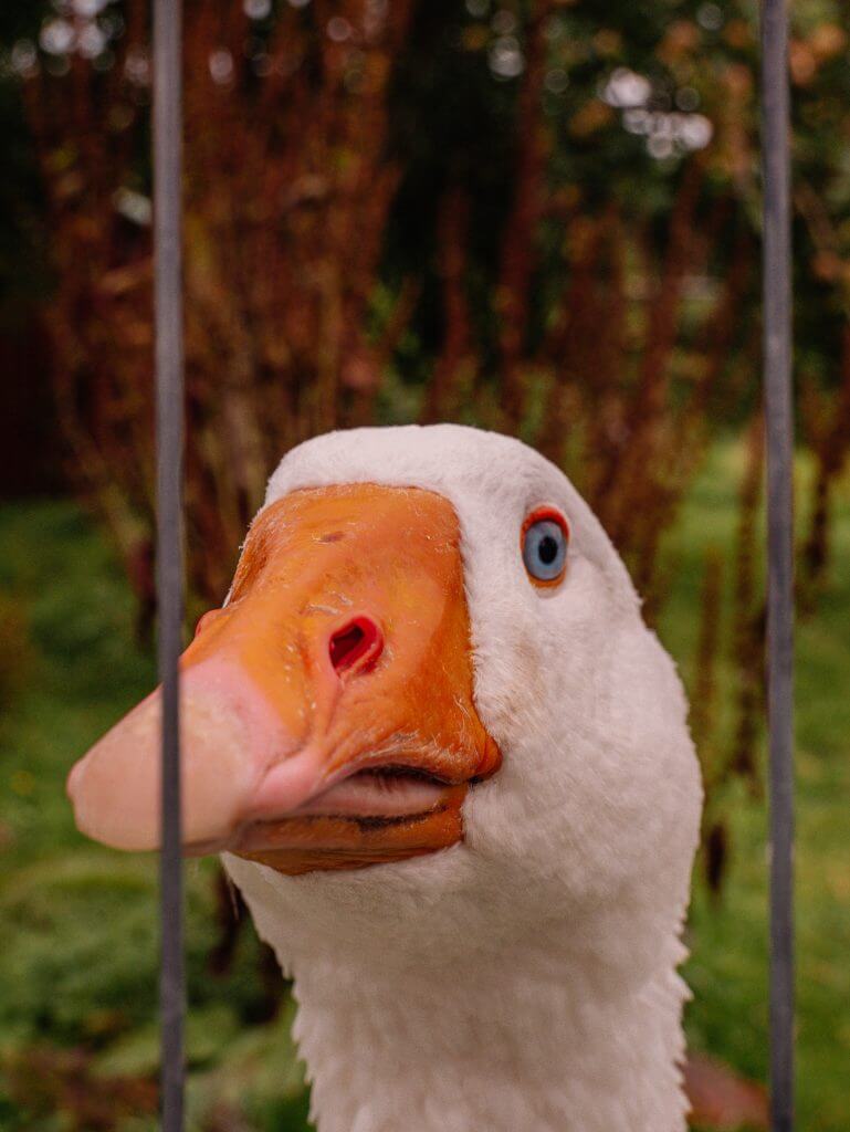 Goose at Greenan Maze and Farm in Wicklow Ireland