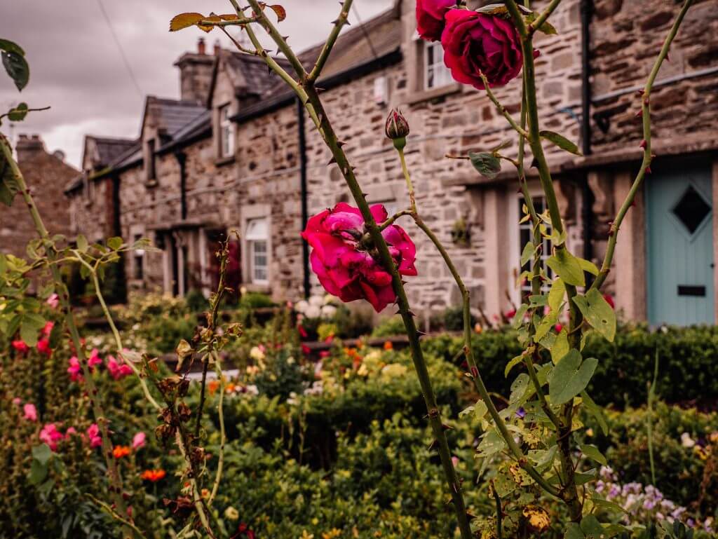 Roses growing in a country garden in Shillelagh Wicklow Ireland