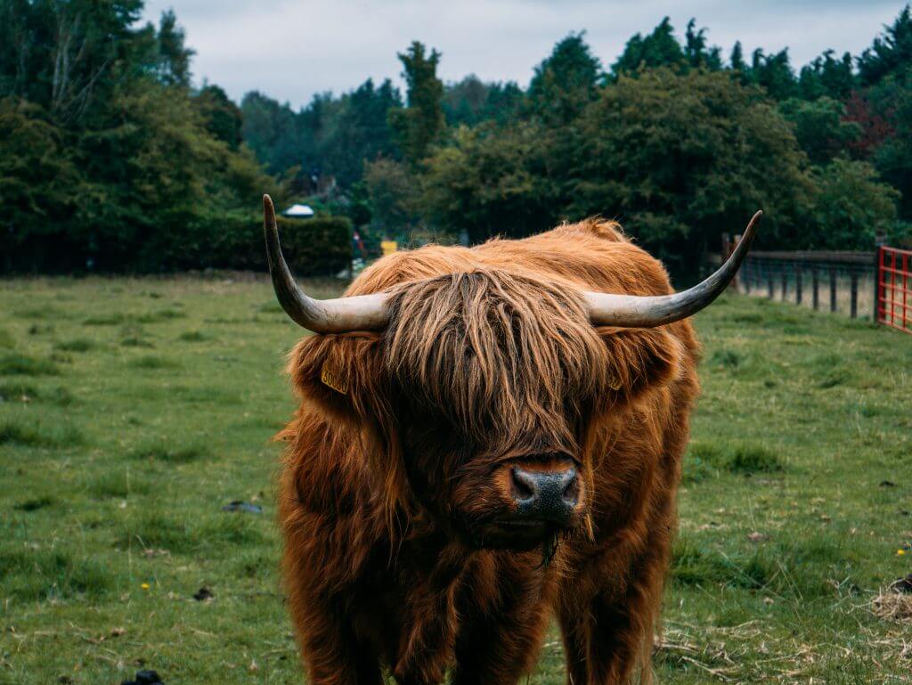 Highland cow at Greenan Maze a fun thing to do in Wicklow Ireland