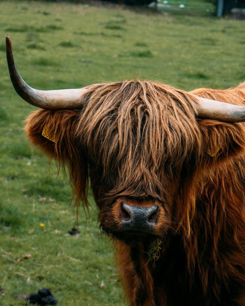 Highland Cow in Wicklow Ireland