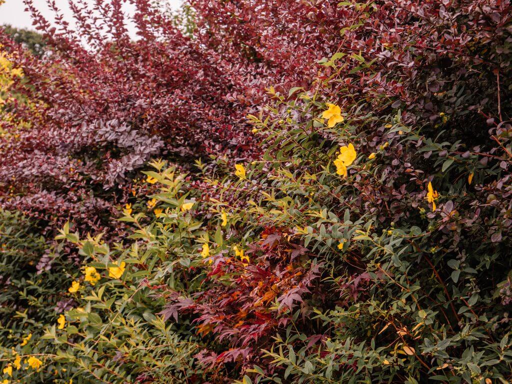 Blooming flowers in Shekina Sculpture Garden in Wicklow