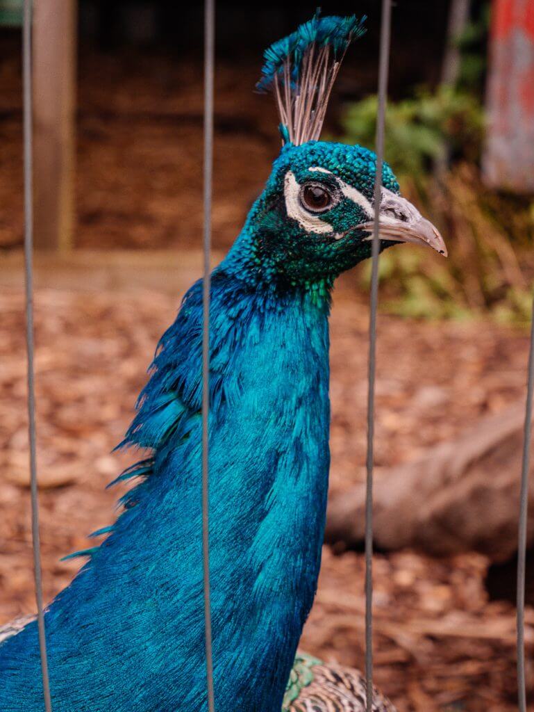 Peacock at Greenan Maze and farm, a fun day out in County Wicklow