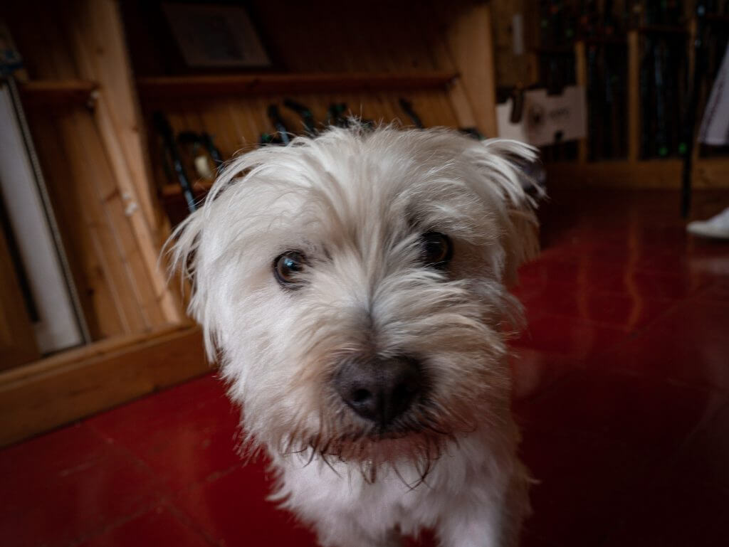 West highland terrier on his ireland staycation