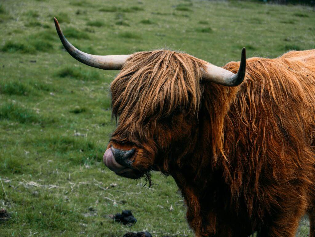 Highland cow in Wicklow Ireland