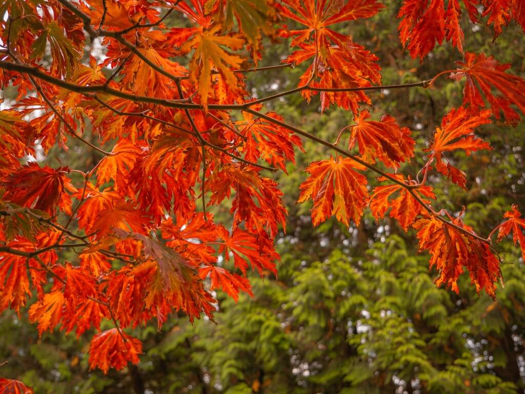 Autumn leaves at Ashford Castle Hotel Ireland
