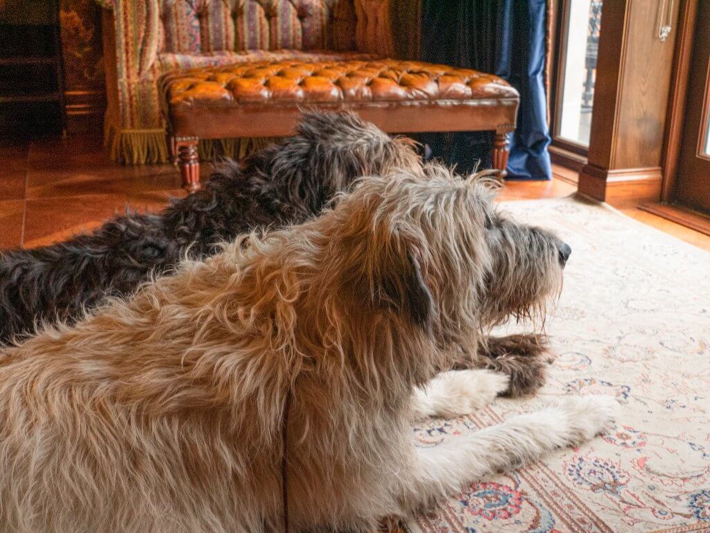 Two large, shaggy Irish Wolfhounds—one light grey and one dark brindle—lie side-by-side on a light-colored oriental rug inside a stately room. They are shown from the side, looking toward a large window or glass door that lets in soft natural light.
In the background, a luxurious tufted leather ottoman sits in front of a patterned sofa with decorative fringe, set against polished wood floors and dark wood paneling, characteristic of the interiors at Ashford Castle.