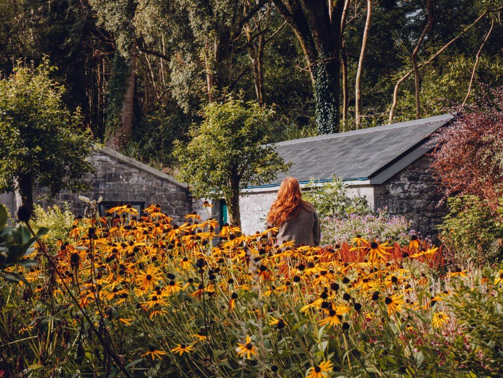 A woman with long auburn hair stands with her back to the camera in a vibrant garden at Ashford Castle. She is surrounded by a large patch of bright yellow black-eyed Susans that fill the lower half of the frame.
Behind her, a rustic grey stone building with a dark slate roof sits nestled among tall, lush green trees. The scene is bathed in warm, natural light, highlighting the colorful flowers and the dense forest in the background.