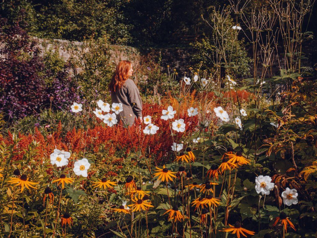 A woman with long auburn hair stands in a vibrant garden at Ashford Castle, seen from behind as she looks toward a stone wall. The foreground is filled with a dense mix of colorful flowers, including bright white anemones and deep yellow black-eyed Susans.
In the background, lush green trees and reddish-brown shrubs provide a rich backdrop, creating a peaceful and secluded atmosphere within the castle's walled gardens.