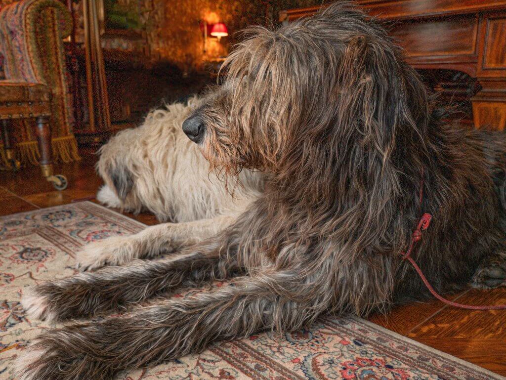 A close-up, profile view of a large, shaggy Irish Wolfhound with dark, brindled fur resting on an ornate oriental rug. The dog's long, wiry hair partially covers its eyes as it looks off to the left.
In the soft-focus background, a second, lighter-colored wolfhound lies beside it. They are positioned in a richly decorated room featuring polished wood flooring and a glimpse of an antique wooden billiards table, consistent with the interior of Ashford Castle.