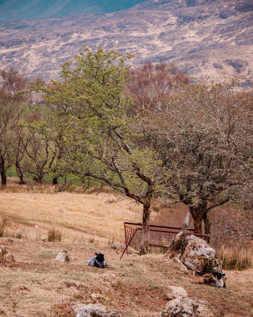 Sheep in Connemara Ireland
