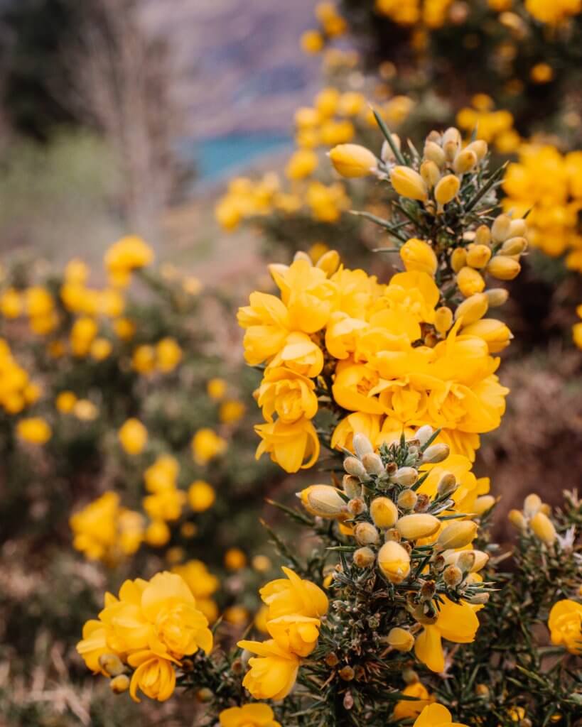 Yellow Gorse bush in Connemara Ireland