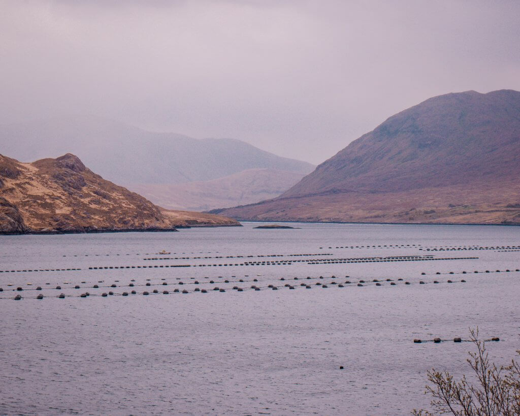 Strings of ropes used to grow mussels in Killary fjord in Connemara