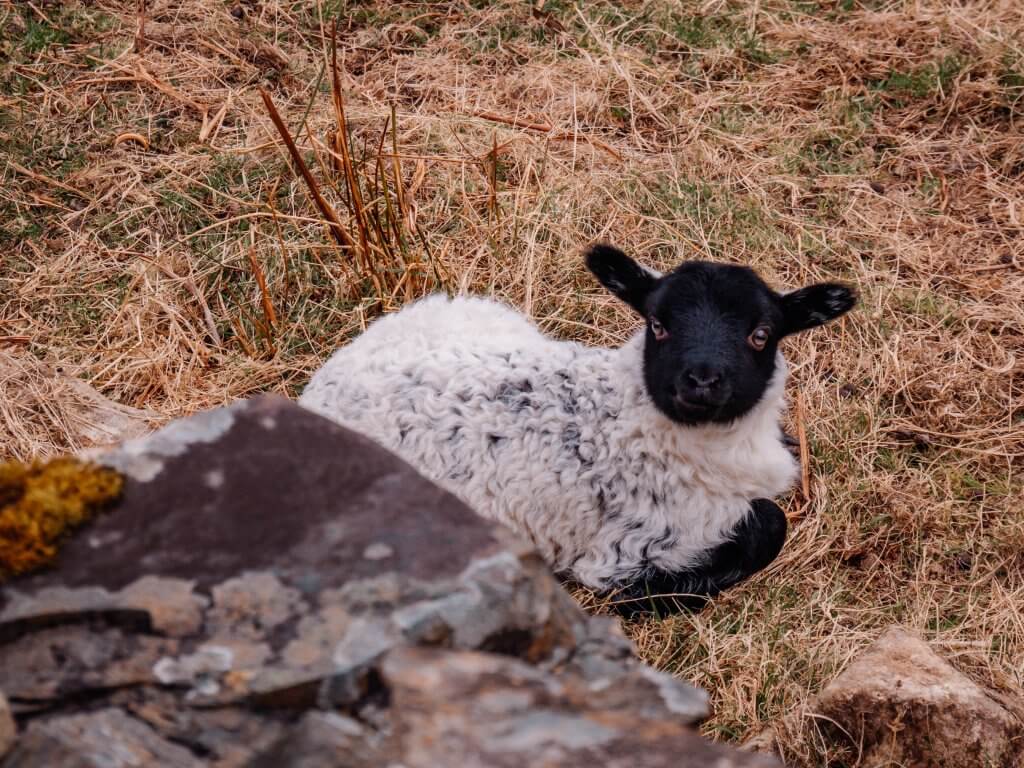 Lamb with a black face in Connemara Ireland