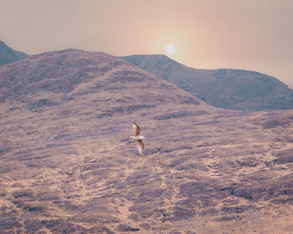 Seagull flying over Killary Harbour in Connemara Ireland