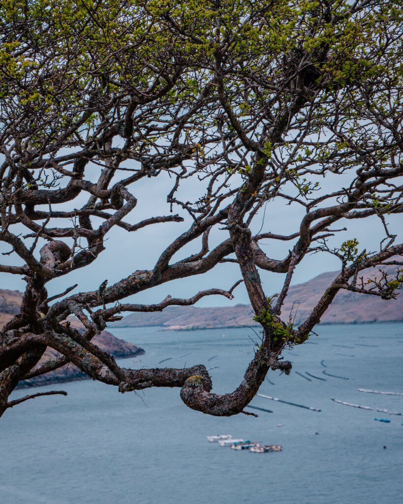 Tree framing a view of Killary Harbour in Connemara