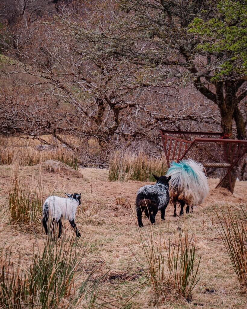 Sheep following each other in Connemara Galway