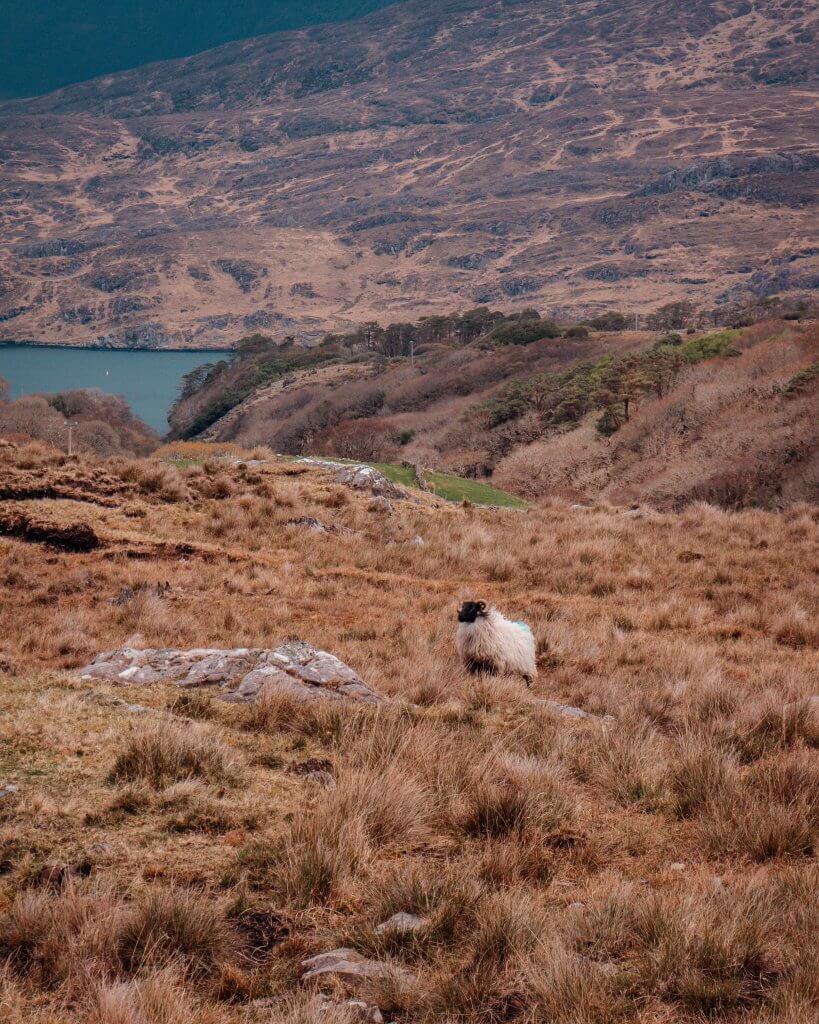 Sheep in Connemara Ireland