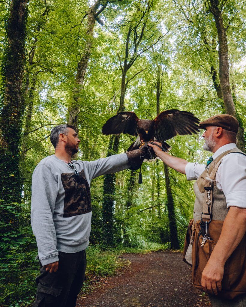 Harris Hawk loanding on the glove of a falconer in Mount Falcon Estate
