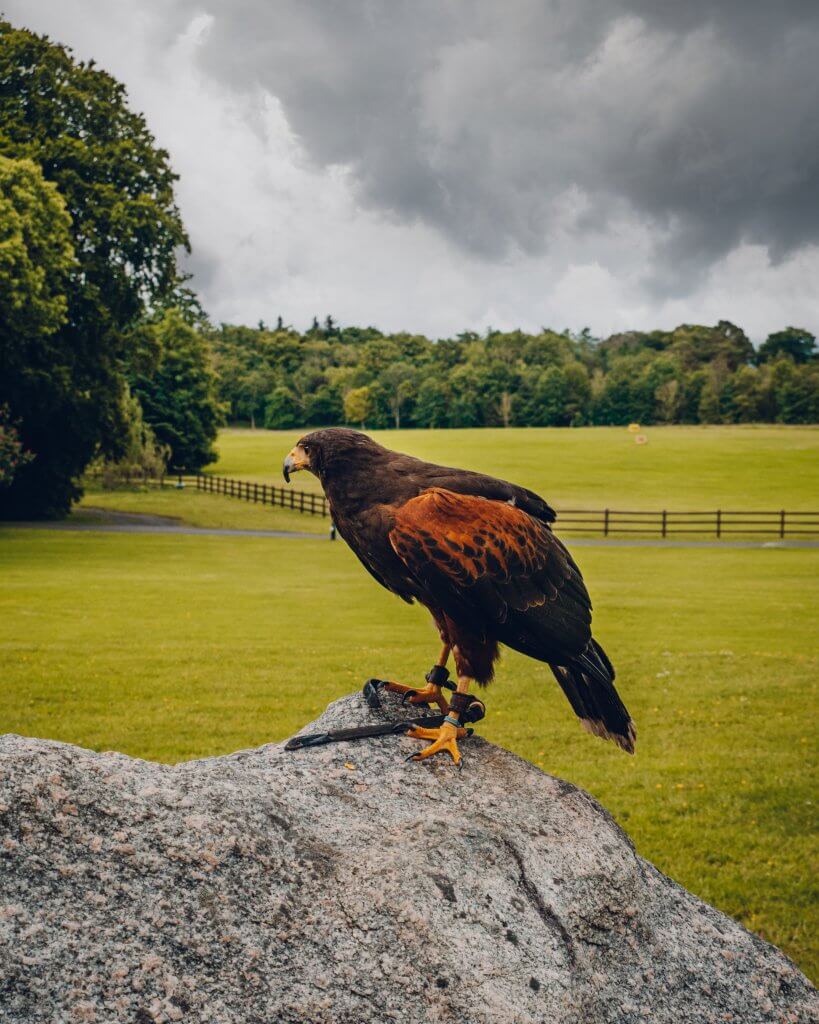 Harris Hawk on a rock at Mount Falcon