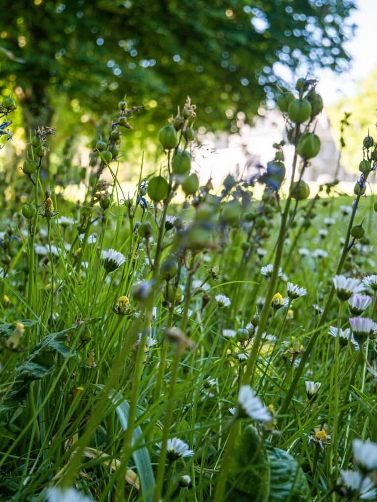 Daisies growing at Mount Falcon Estate in Mayo Ireland