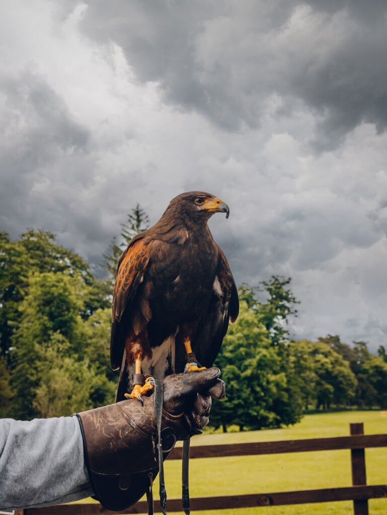 Harris Hawk against a stormy sky at Mount Falcon