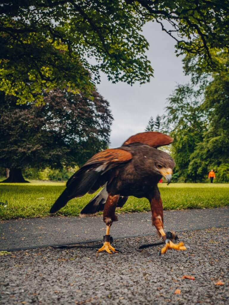 Harris Hawk landing on the ground