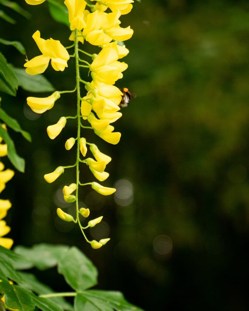 bee getting nectar from yellow flowers