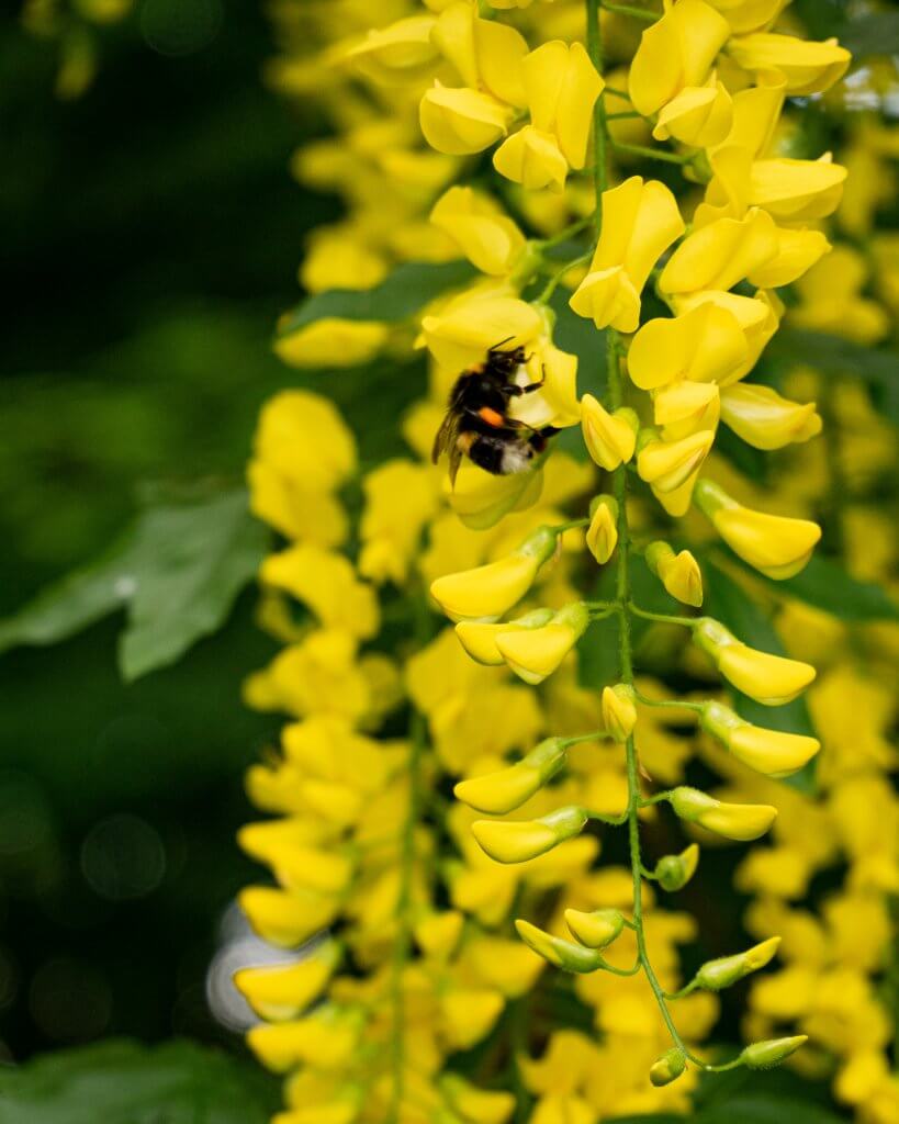 Bumble Bee on yellow flowers in the gardens of Mount Falcon