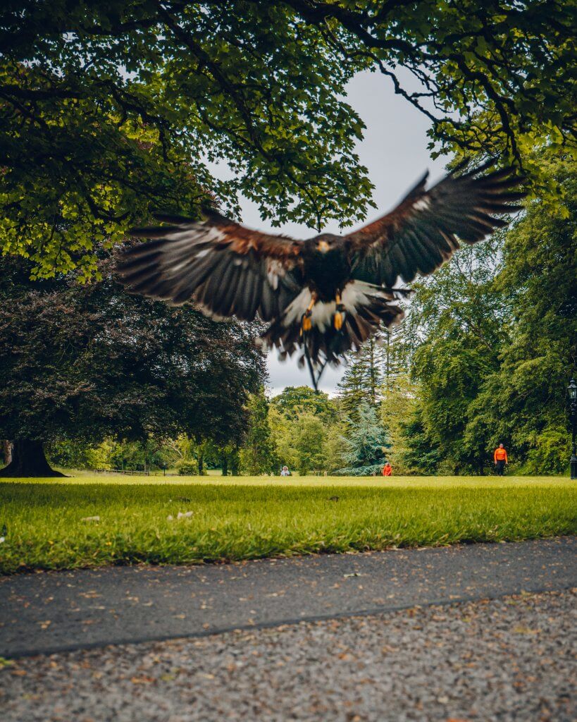 Harris Hawk landing