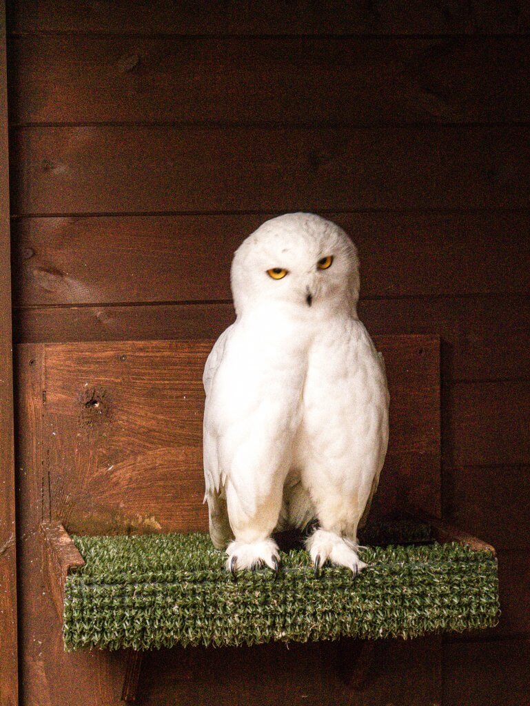 Snowy Owl on a perch