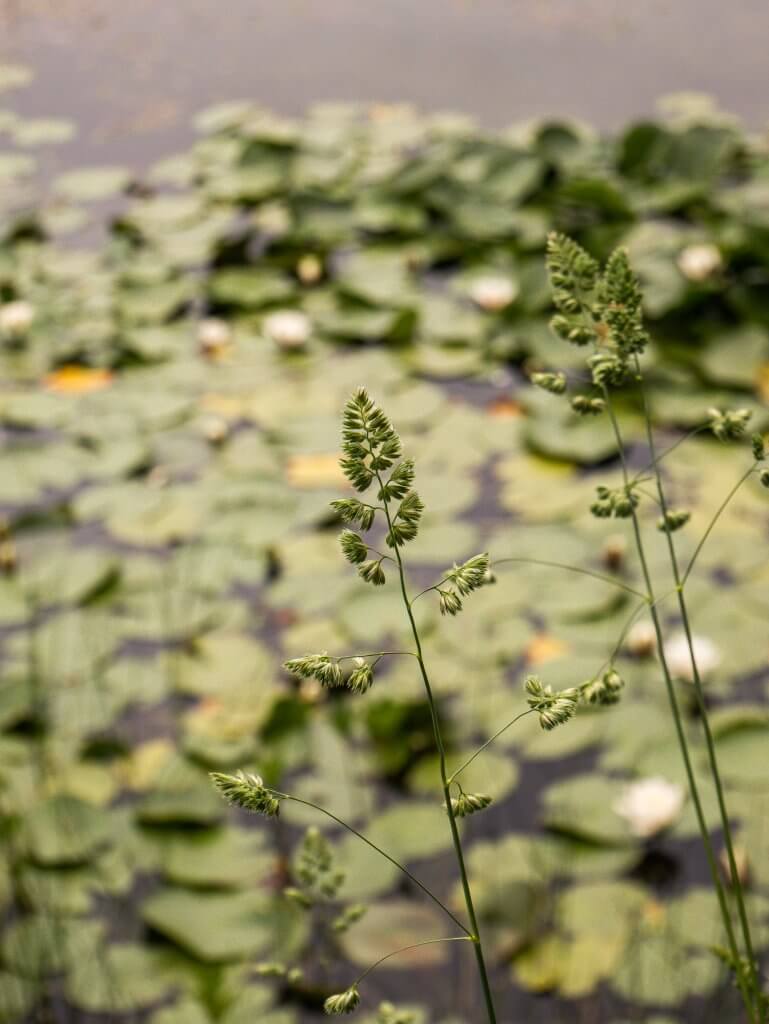 Water lillies on the lake of Mount Falcon country house in Mayo Ireland