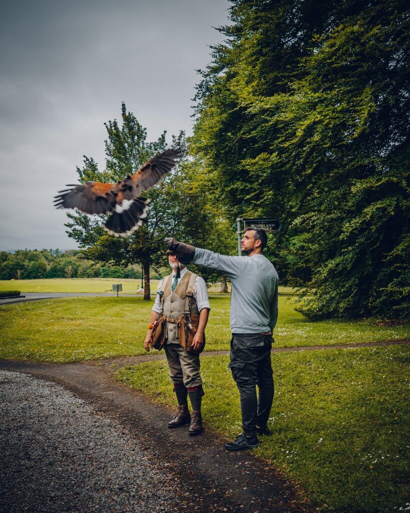 Hawk Walk experience at Mount Falcon Estate Ireland